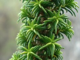 Erica coccinea subsp. coccinea short side-shoots